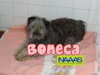 /album/cadelas-para-adoptar/boneca-1-jpg/